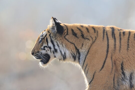 Bengal tiger is a population of the Panthera tigris tigris subspecies. It ranks among the largest of wild cats. It is distributed from India, southern Nepal, Bangladesh, Bhutan to Southwestern China.