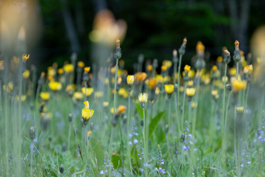 Yellow Wildflower Meadow with Hawkweed and Purple Blossoms in Summer Pasture