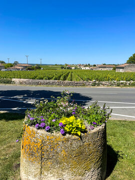 Flower Planter Beside Saint Emilion Vineyards in Sunny Bordeaux Wine Country France
