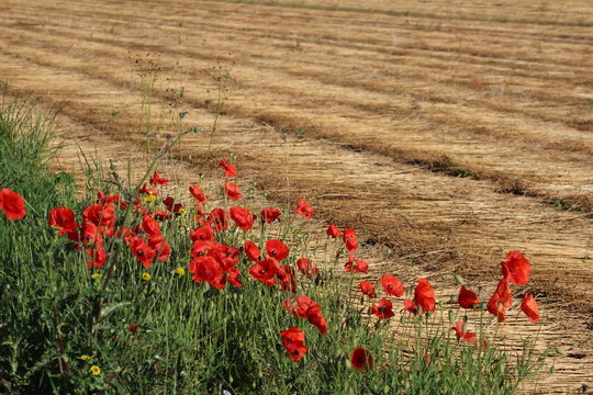 Coquelicots en bordure du champ de lin