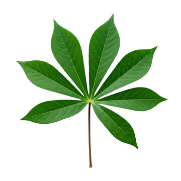 Palmate leaf with seven leaflets close up.