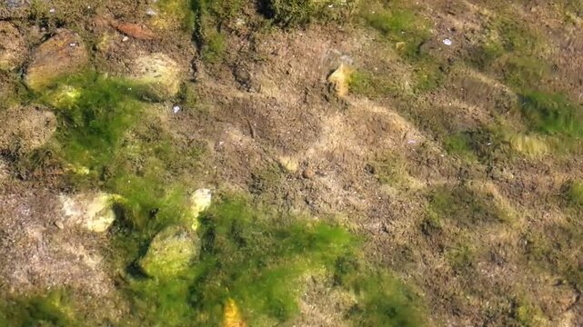 Clear river water reveals a silty bottom with small patches of vibrant green algae. Tiny, solitary fish fry swim gracefully through the aquatic plants, capturing a serene moment of underwater river li