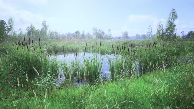 Meadow pond bordered by reeds and flowering grasses, vibrant wildflowers and insect activity near still water, distant tree line under bright daylight, great