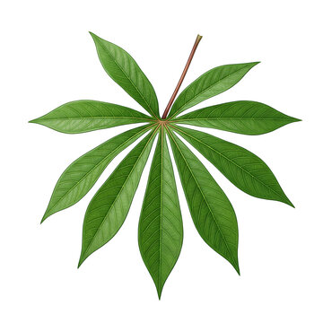 palmately green leaf with radiating leaflets.