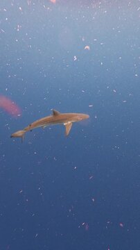 Vertical Video of a Silky Shark Swimming in the Deep Blue Open Ocean