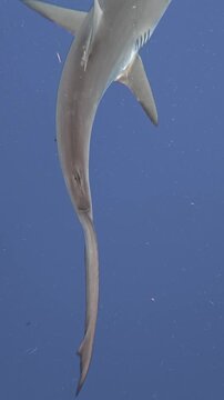 Vertical Video of a Silky Shark Swimming in the Deep Blue Open Ocean