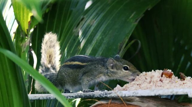 Small striped palm squirrel standing on a platform eating grains of rice outdoors