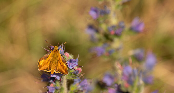 Macro photograph of a vibrant golden-orange skipper butterfly (Hesperiidae) perched on a blooming purple viper's bugloss flower (Echium vulgare) in a sunny summer meadow.