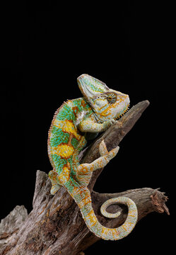 A colorful chameleon rests calmly while displaying vivid scales and curled tail. Macro photography highlights exotic reptile details and camouflage.