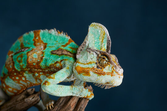 Close portrait reveals textured scales and expressive eye of a colorful chameleon. Macro photography highlights reptile features and exotic appearance.