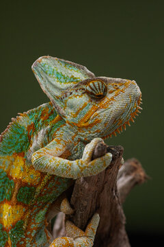 Close portrait of a colorful chameleon perched on wood with textured details. Macro composition emphasizes natural reptile colors and patterns.