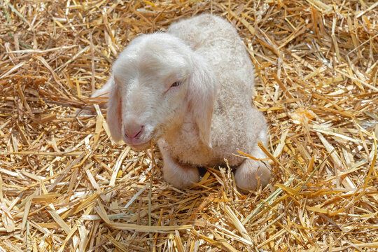 One Small Young Lamb Laying Down in Straw at Sheep Farm