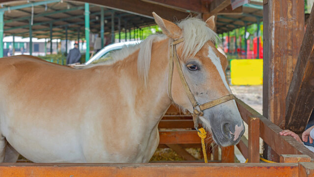 One Light Beige Skin Palomino Horse in Stable Equestrian Facility Farm