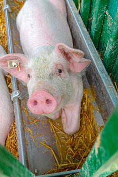 Cute Pink Pig Snout Close Up Animal Farm Theme