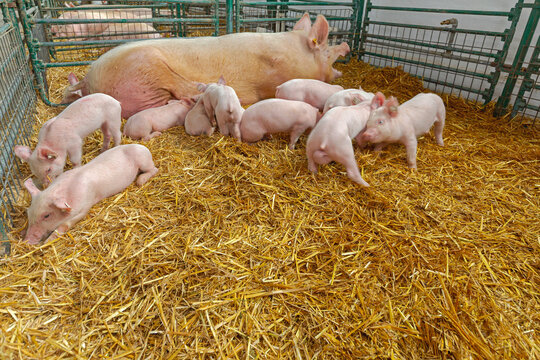 Piglets Playing in Enclosure Together With Sow at Pigs Farm