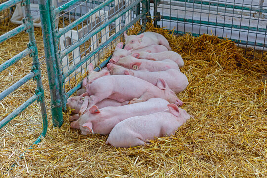 Piglets Keeping Warm Together Sleeping at Straw in Enclosure Animal Farm