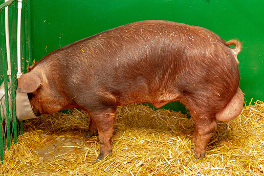 Large Red Hog Drinking Water in Enclosure at Animal Breeding Pig Farm