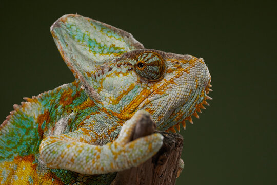A colorful chameleon rests while showing detailed skin and calm expression. Macro photography highlights reptile textures and camouflage.