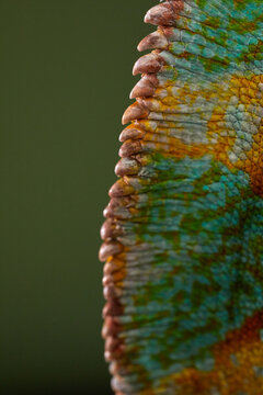 Vertical close crop shows colorful chameleon scales and natural texture. Abstract macro composition emphasizes reptile pattern and detail.
