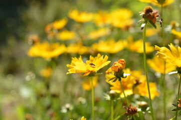 Obraz premium Yellow Coreopsis Lanceolata Wildflowers Blooming in Natural Meadow with Soft Bokeh,Beautiful yellow Coreopsis lanceolata wildflowers blooming in a sunlit meadow with lush green foliage and soft natura