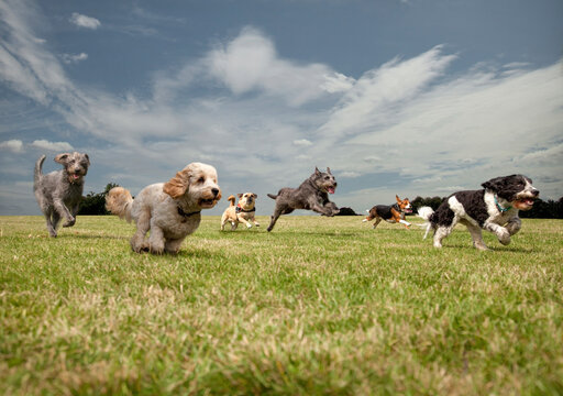 Dogs chasing each other in a park, left to right: Irish Wolfhound, Petit Basset Griffon Vendeen, Swedish Vallhund, Irish Wolfhound, Beagle, Spinone Italiano