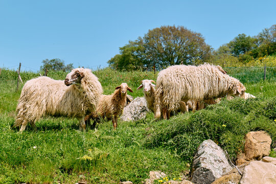 Flock of sheep grazing in a rural green meadow