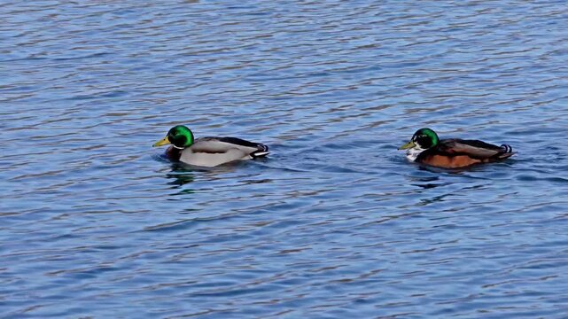 The mallard or wild duck, Anas platyrhynchos is a dabbling duck which breeds throughout the temperate and subtropical Americas, Eurasia, and North Africa. Here swimming on a lake in Munich, Germany.