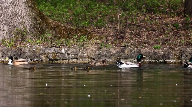 The mallard or wild duck, Anas platyrhynchos is a dabbling duck which breeds throughout the temperate and subtropical Americas, Eurasia, and North Africa. Here swimming on a lake in Munich, Germany.
