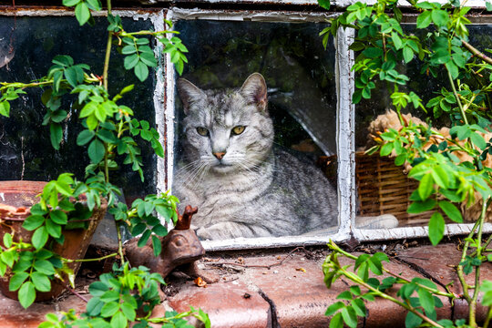 Grey tabby cat looking through an old shed window in Germany