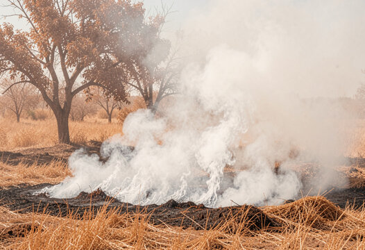 the grass is burning in the savannah