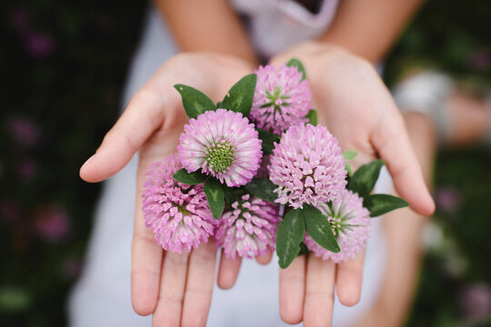 Girl's hands with clover flowers