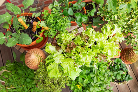 Fresh home-grown herbs and vegetables on an urban balcony
