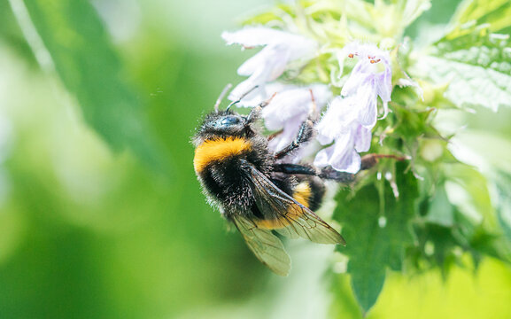 Bumblebee Dances Among Blooming Flowers on a Sunny Summer Day, Collecting Pollen in the Lush Greenery of Nature's Paradise