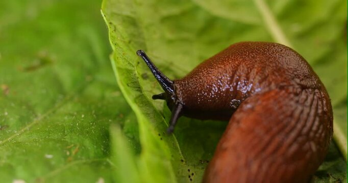 Macro image of a garden slug crawling on a plant leaf, a detailed view of the shiny texture of the mollusk's skin and its movable horns