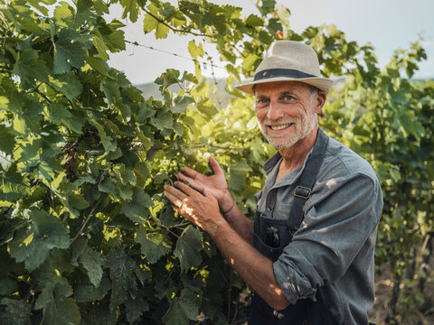 Smiling winemaker checking grapevine in a Tuscany vineyard