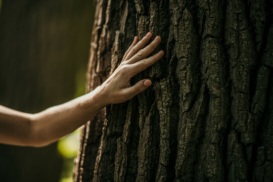 Hand of woman touching bark of tree