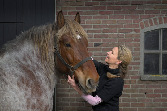 Physiotherapist treats a brown draft horse outdoors by a brick wall