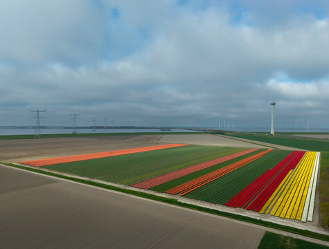 Bulb field and wind turbine in the Netherlands