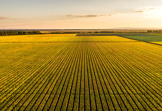 Aerial view of vast corn field at sunset