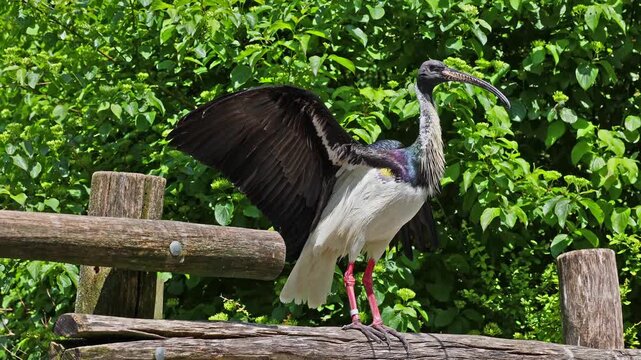 The Straw-necked Ibis, Threskiornis spinicollis is a bird of the ibis and spoonbill family Threskiornithidae. 