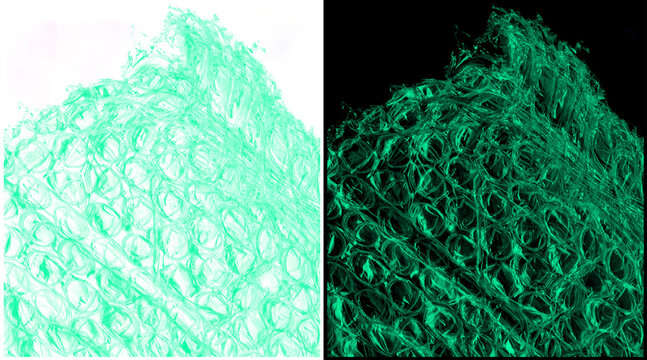 Microscopic plant cell structure, green fluorescent protein imaging of botanical tissue, biological cellular network under fluorescence microscope