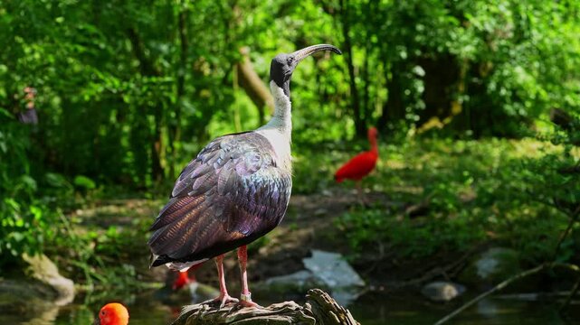 The Straw-necked Ibis, Threskiornis spinicollis is a bird of the ibis and spoonbill family Threskiornithidae. 