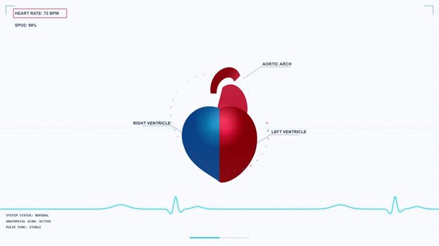 Ethereal animation of heart beating, anatomically correct, 3D rendered