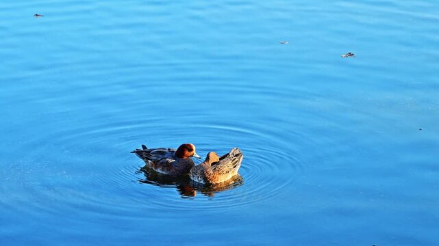 日本の伝統美 
池で仲睦まじく佇む2羽の野鳥（カモ）のアップ
(熊本市)水前寺成趣園（水前寺公園）
Traditional Japanese Beauty
A close-up of two wild birds (ducks) standing together affectionately in a pond