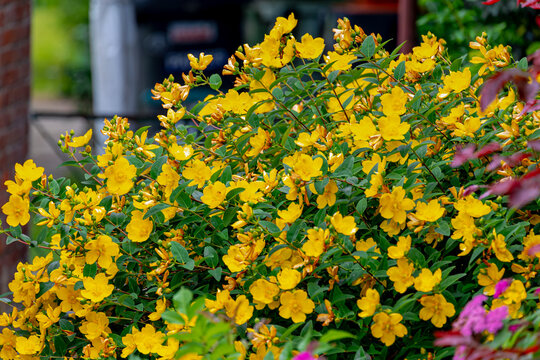 Selective focus a bush of flowers with green leaves, Yellow flowers and bloom in summer in garden, Hypericum beanii is a species of flowering plant in the family Hypericaceae, Nature floral background
