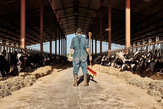 Farmer holding shovel while standing in cattle surrounded by herd of cows