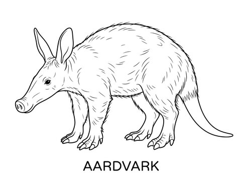 Aardvark Coloring Page Educational Animal Illustration with Transparent Background