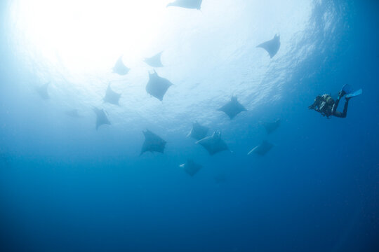 Portugal, Azores, Santa Maria, Atlantic Ocean, diver and Mobula rays