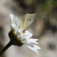 la marguerite et le papillon © JCG