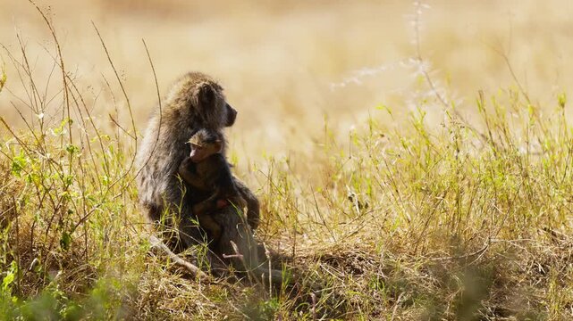 Baboon mum and her infant in African Savannah